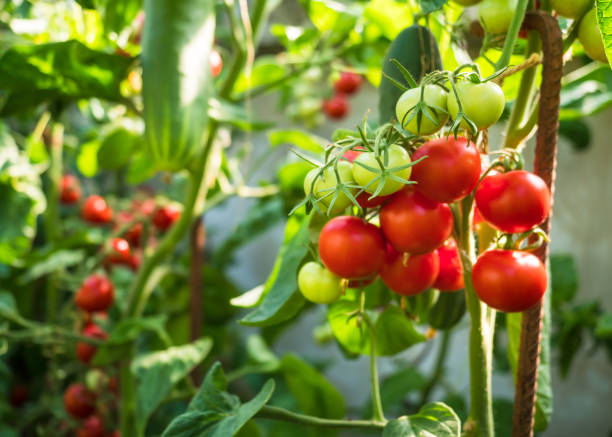istock Fresh ripe red tomatoes in greenhouse 1200551558