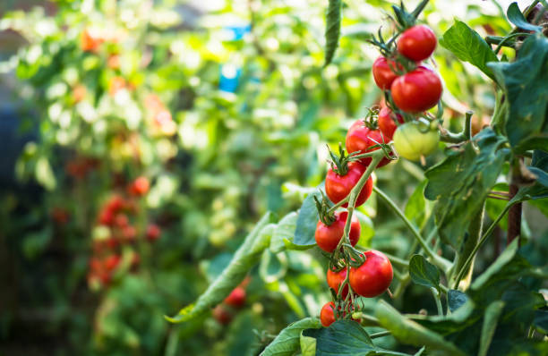 istock Fresh ripe red tomatoes in greenhouse 1200551642