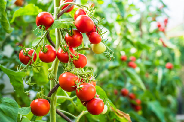 istock Fresh ripe red tomatoes in greenhouse 1200551699