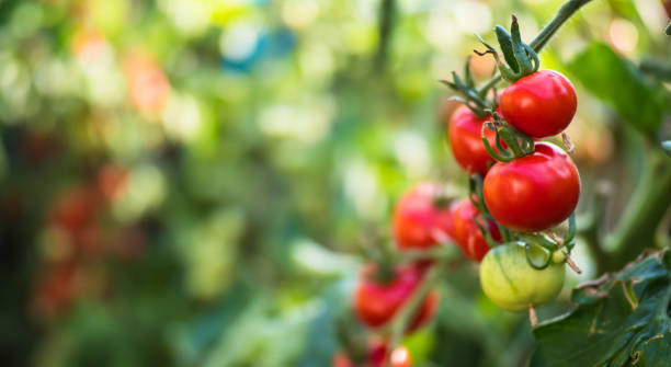 istock Fresh ripe red tomatoes in greenhouse 1200551823