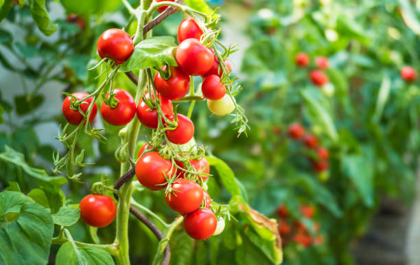 istock Fresh ripe red tomatoes in greenhouse 1200551832