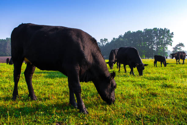 Summer morning in the pasture. A herd of black Aberdeen Angus cows graze on green grass. Sometimes also call simply Angus, is a Scottish breed of small beef cattle. Summer morning in the pasture. A herd of black Aberdeen Angus cows graze on green grass. Sometimes also call simply Angus, is a Scottish breed of small beef cattle. grazing stock pictures, royalty-free photos & images