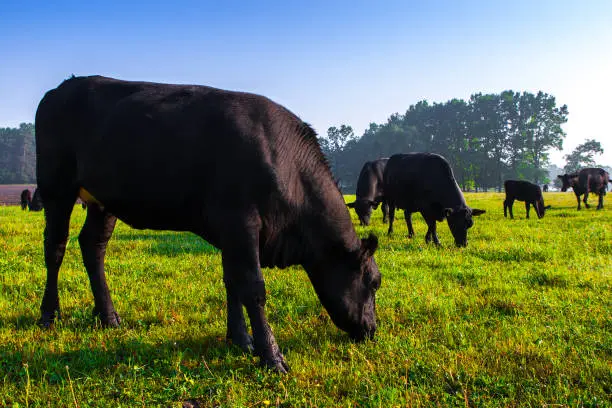 Photo of Summer morning in the pasture. A herd of black Aberdeen Angus cows graze on green grass. Sometimes also call simply Angus, is a Scottish breed of small beef cattle.