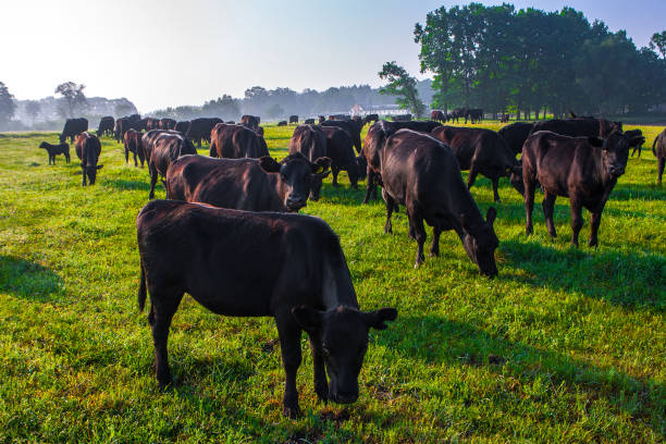 Summer Morning In The Pasture A Herd Of Black Aberdeen Angus Cows Graze On  Green Grass Sometimes Also Call Simply Angus Is A Scottish Breed Of Small  Beef Cattle Stock Photo -