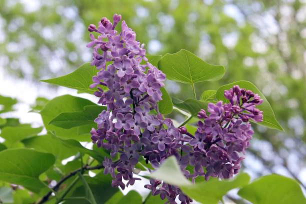 istock Lilac flowers in the garden 1200551900