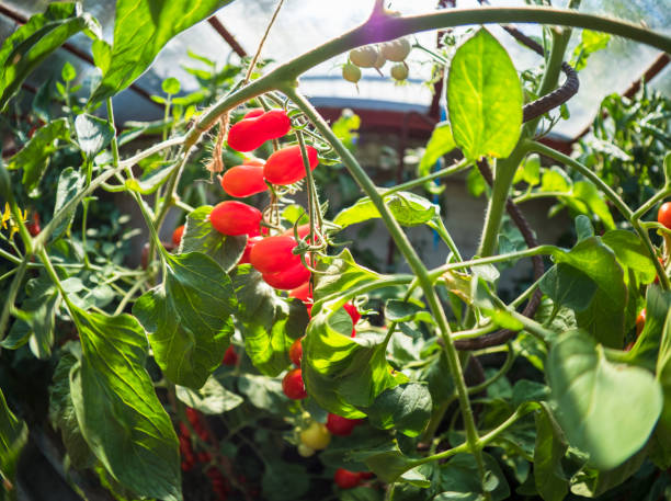 istock Homemade greenhouse with plants 1200551904