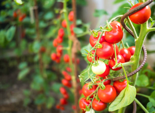 istock Fresh ripe red tomatoes in greenhouse 1200551907