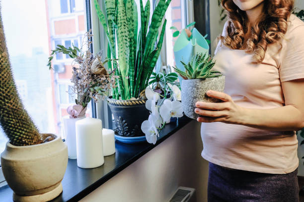istock Housewife caring for a potted plants. 1200552586