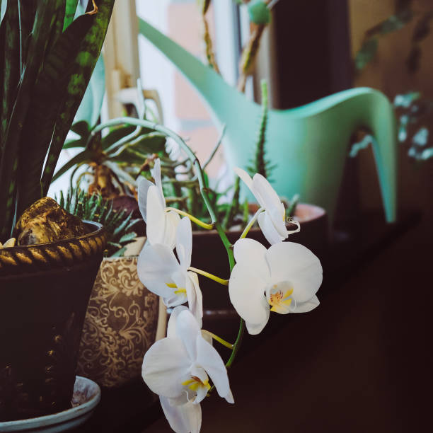 istock Potted houseplants. Home gardening. 1200552636