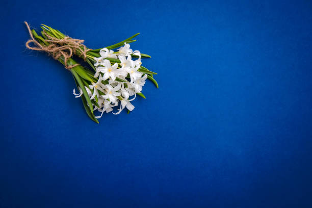 istock Small white chionodoxa flowers on blue background, copy space 1200552640