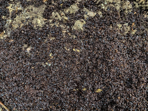 Coffee Grounds Used for Composting Directly on Garden Soil