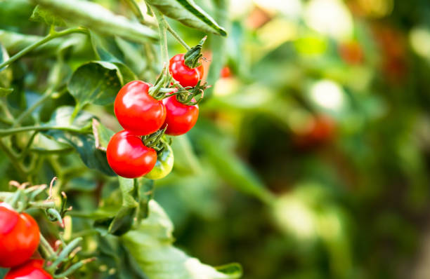 istock Fresh ripe red tomatoes in greenhouse 1200552684