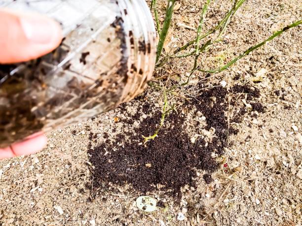istock Glass Jar of Used Coffee Grounds for Composting Around Rose Bush 1200552691