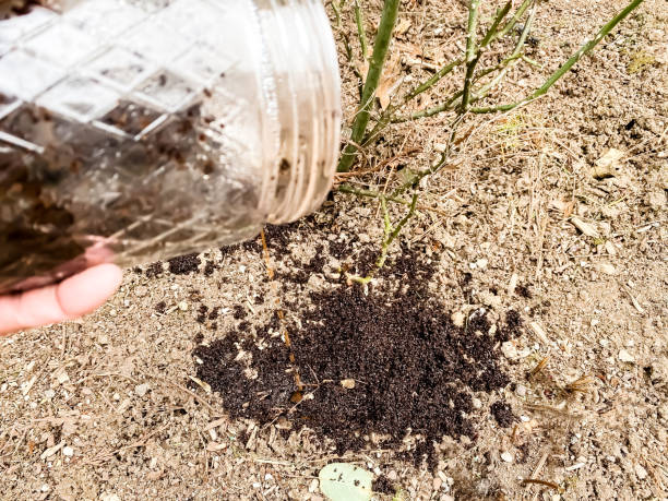 Glass Jar of Used Coffee Grounds for Composting Around Rose Bush