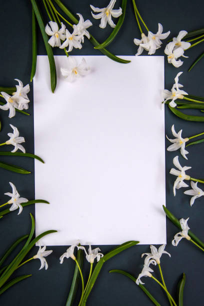 istock Small white chionodoxa flowers on dark green background, copy space 1200552845