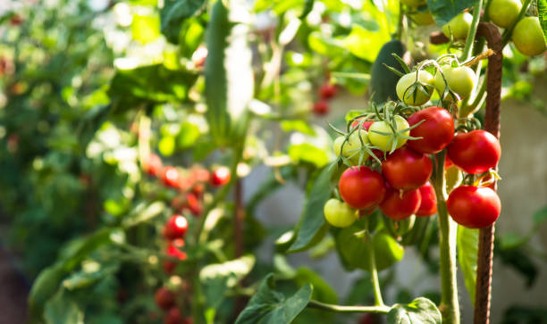 istock Fresh ripe red tomatoes in greenhouse 1200552852