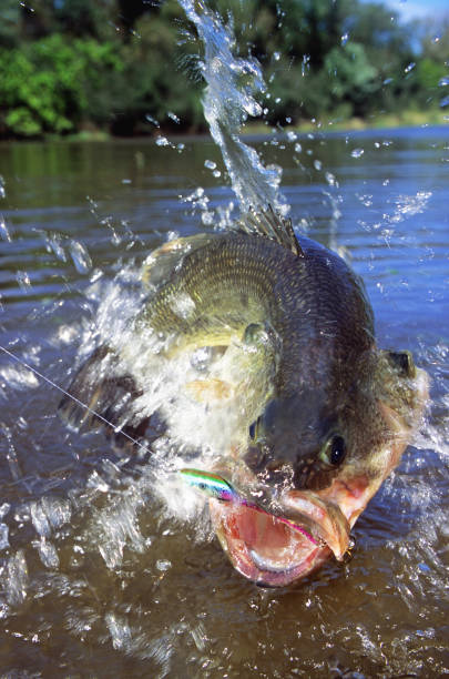 istock Largemouth Bass 6541 1200553109