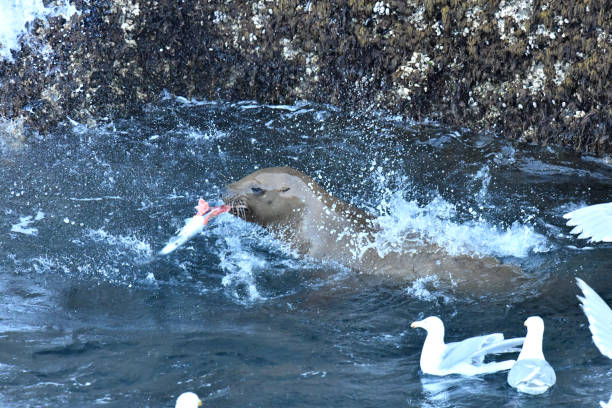 istock Steller Sea Lion 1200553977