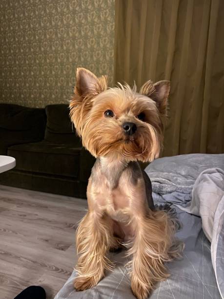 istock Yorkshire Terrier sitting at home on the couch 1200554270