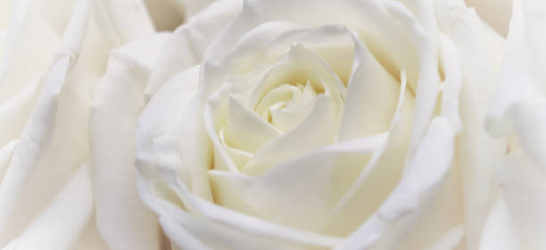 istock Soft focus, abstract floral background, white rose flower. Macro flowers backdrop for holiday brand design 1200554337