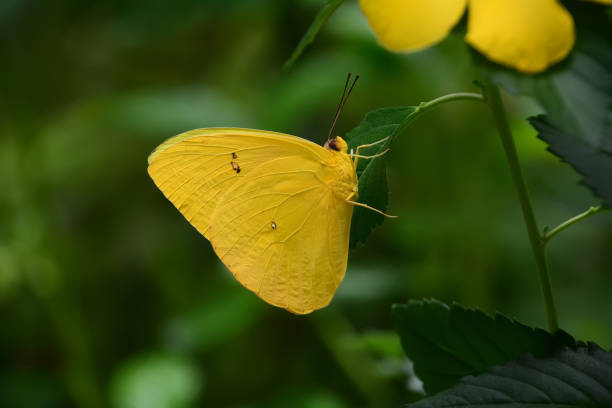 brimstone butterfly (Gonepteryx rhamni) sitting on a purple deadnettle (Lamium purpureum)