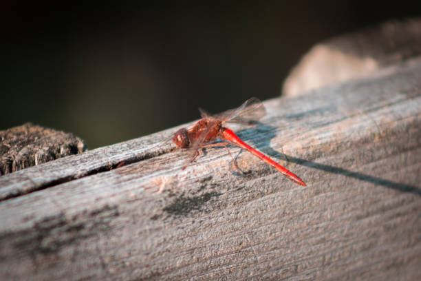 istock Dragonfly perched on a fence on a fall day 1200556278