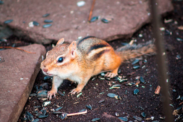 istock Chipmunk waiting under a birdfeeder for food 1200556331