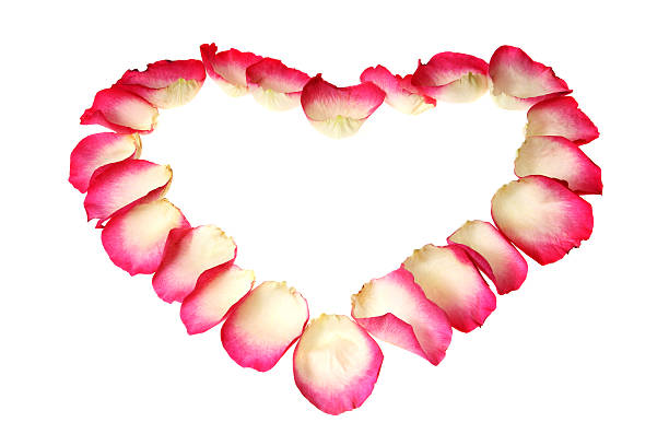istock Heart from the petals of rose 120055950