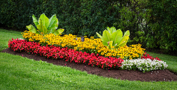 Large flowerbed with two large banana plants and rows of rudbeckia and fiberous begonias.