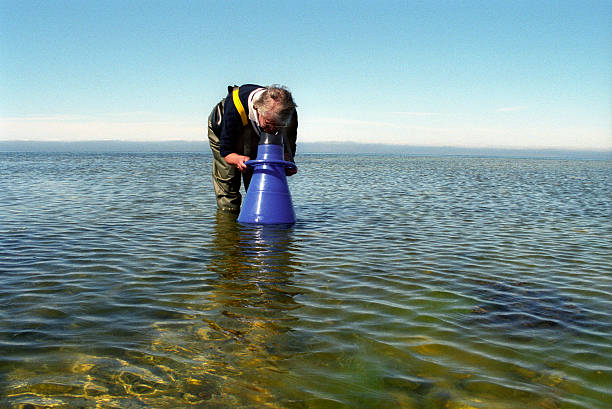 Scientist Female scientist looking with a aqua scope into the shallow water of the Baltic Sea. Gotland island. biologist stock pictures, royalty-free photos & images