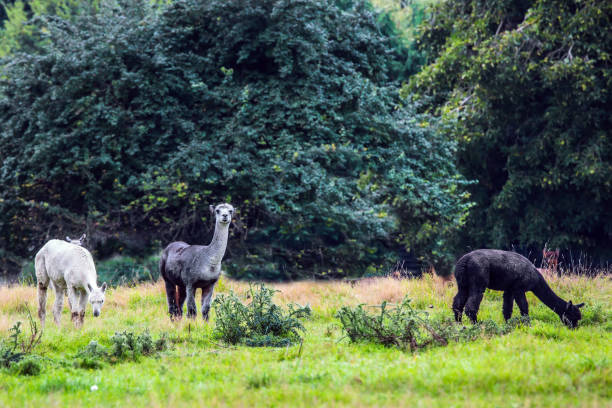 istock Llama is a domesticated small camel 1200561458