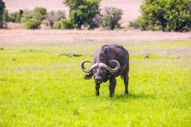 istock Magnificent African buffalo 1200561472