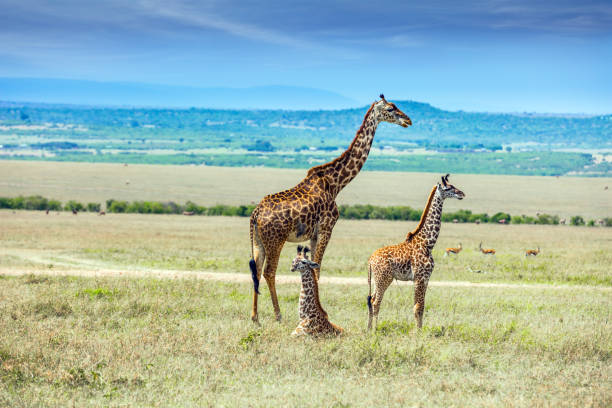istock The highest animal on the planet 1200561476