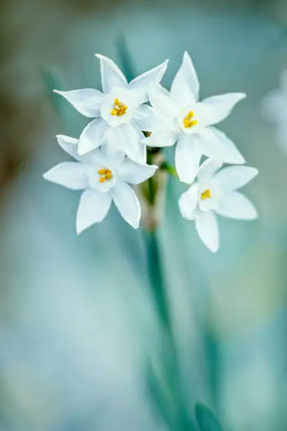 Paperwhite narcissus in springtime