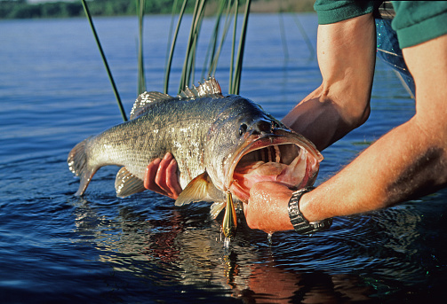 troghy ten pound largemouth bass caught on minnow imitation lure