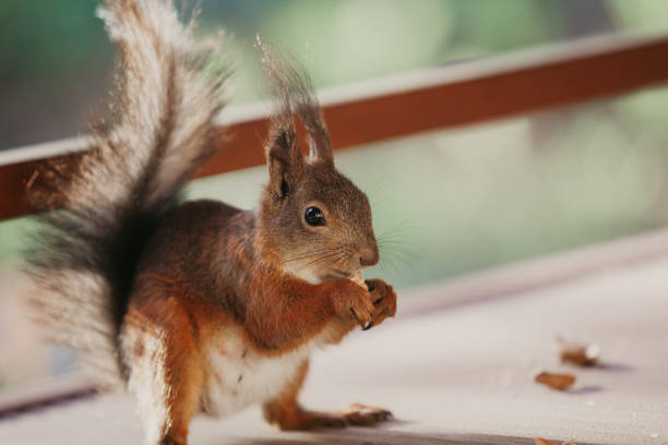 istock Red squirrel with long hair on ears nibbles nut 1200562062