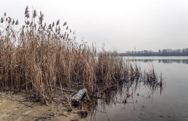 début du printemps sur la rive de la rivière. glace fondante et roseau sec - frozen cold lake reed photos et images de collection
