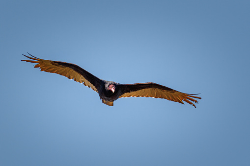 California Condor (Gymnogyps californianus), volando sobre el Gran Cañón del Colorado, Arizona photo