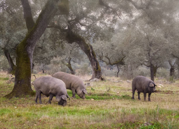istock Group of Iberian pig in the meadow, Spain 1200568526