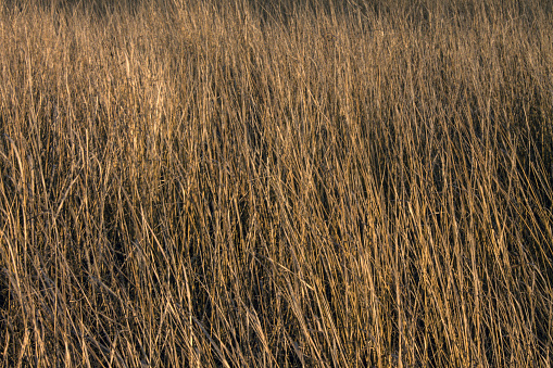 Abstract background. Field of old dry textural tall grass close up with space for copying