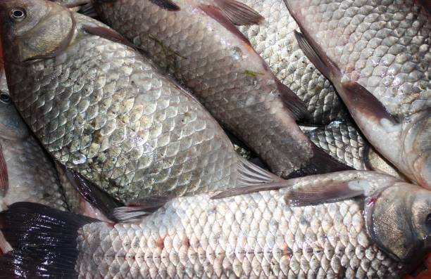 istock fresh fish on ice for food in macro 1200569494