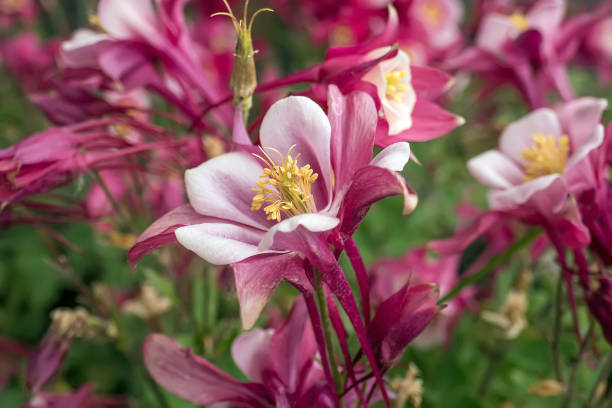 istock Pink and white columbine flower 1200569640