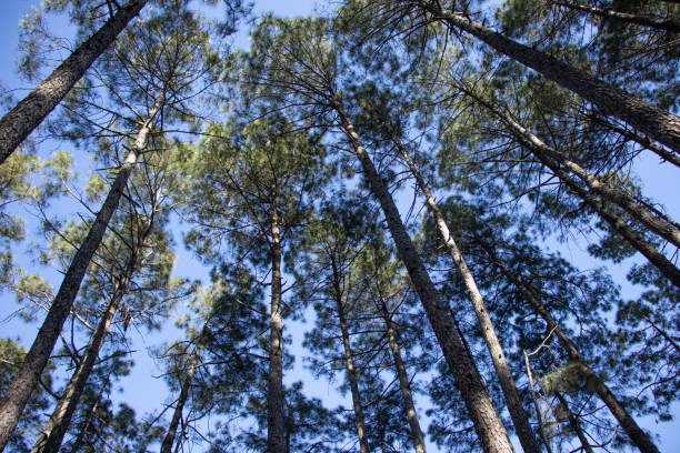 istock A vertical view of tall pine trees with blue sky in the background 1200570356