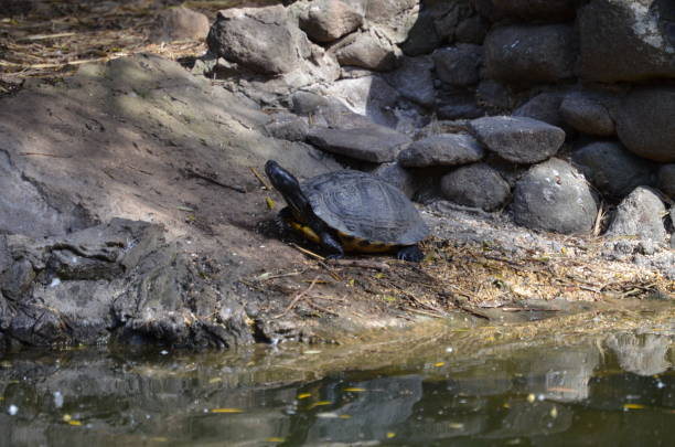 istock Close-up of an European pond turtle 1200570548