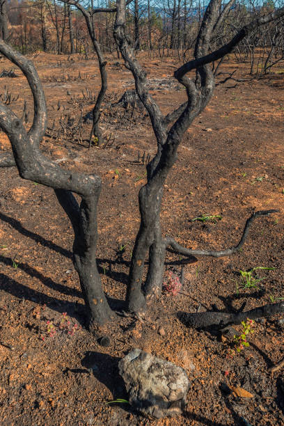 istock Leather Oak regrowth - Quercus durata var. durata 1200570583