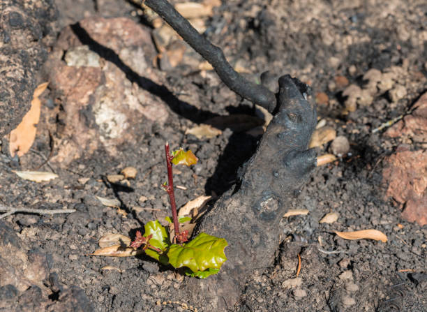 istock Leather Oak regrowth - Quercus durata var. durata 1200570637