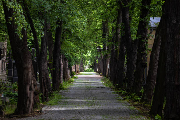 istock Beautiful Tree Tunnel Path in Prague Graveyard with sunlight coming through trees 1200575854