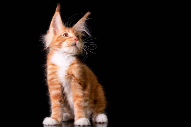 istock Adorable cute maine coon kitten on black background. 1200575924