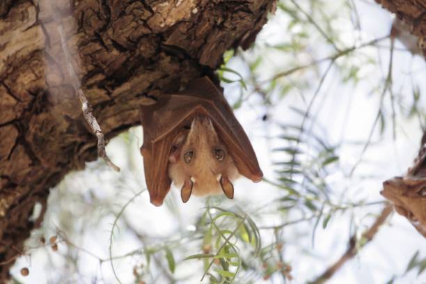 An Epauletted Fruit Bat in a tree in Northern Ethiopia. The species could be Ethiopian Epauletted Fruit Bat, Epomophorus labiatus.