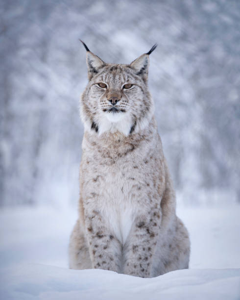 istock Eurasian lynx portrait in deep fresh snow 1200577459